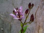 Tricyrtis stolonifera